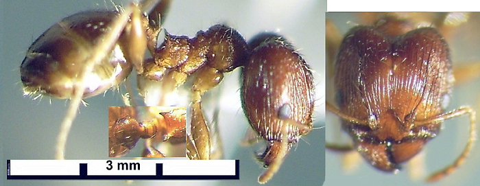 Pheidole fervens major