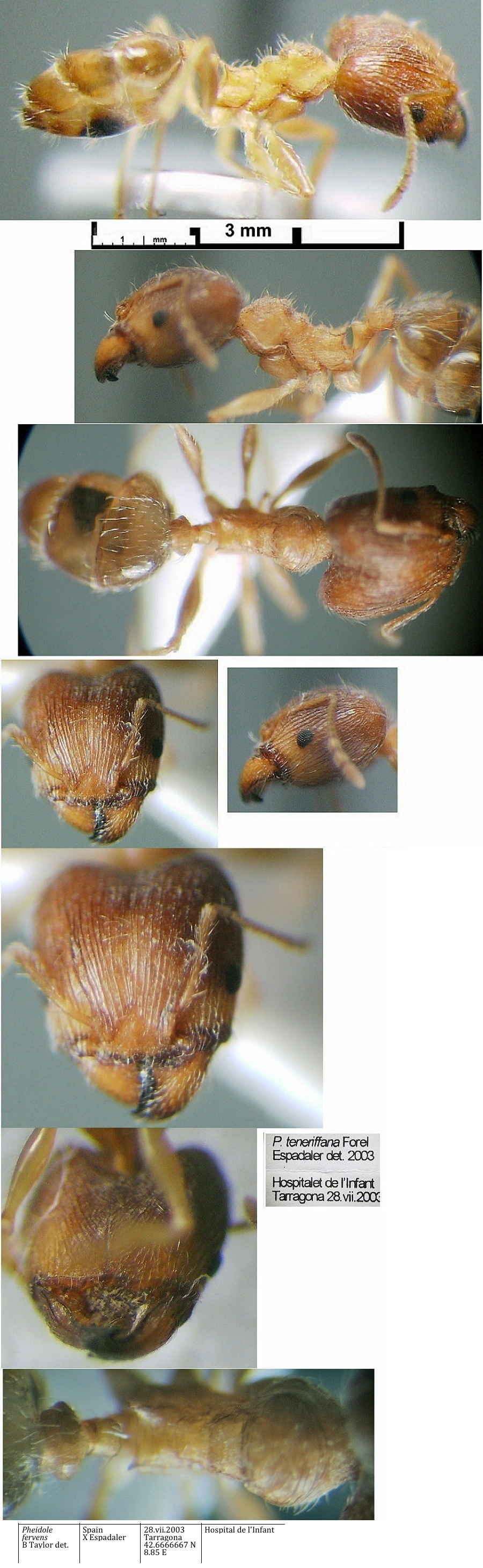 {Pheidole fervens major}