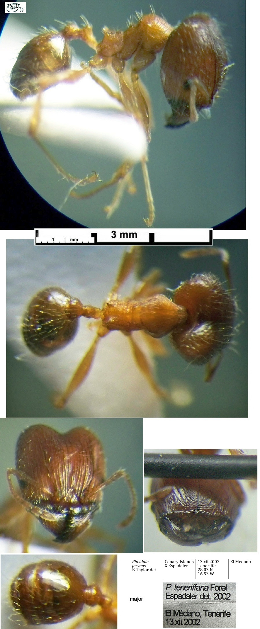 {Pheidole fervens major}