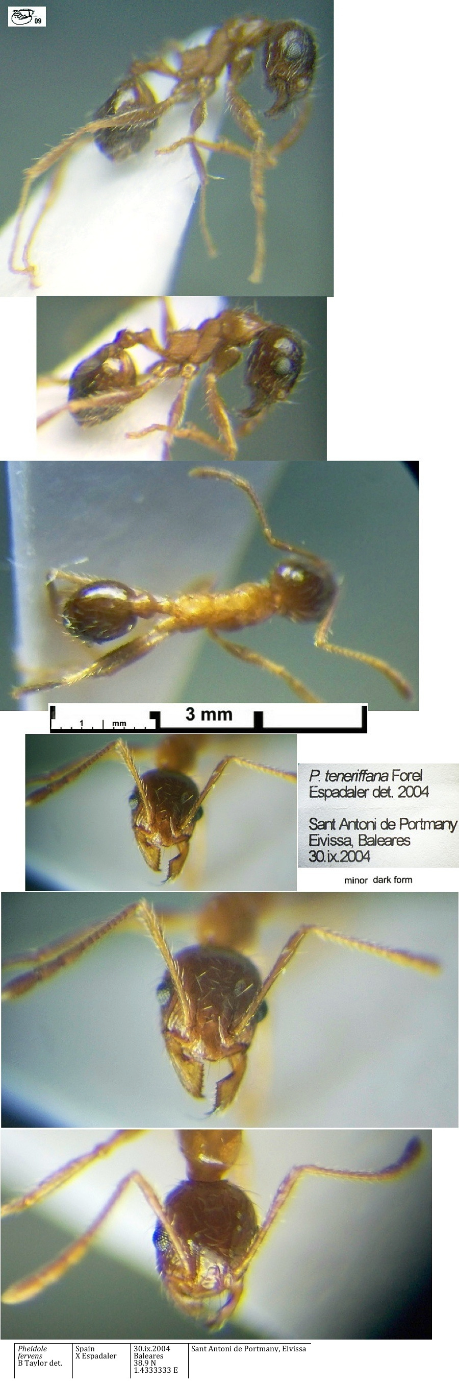 {Pheidole fervens minor}