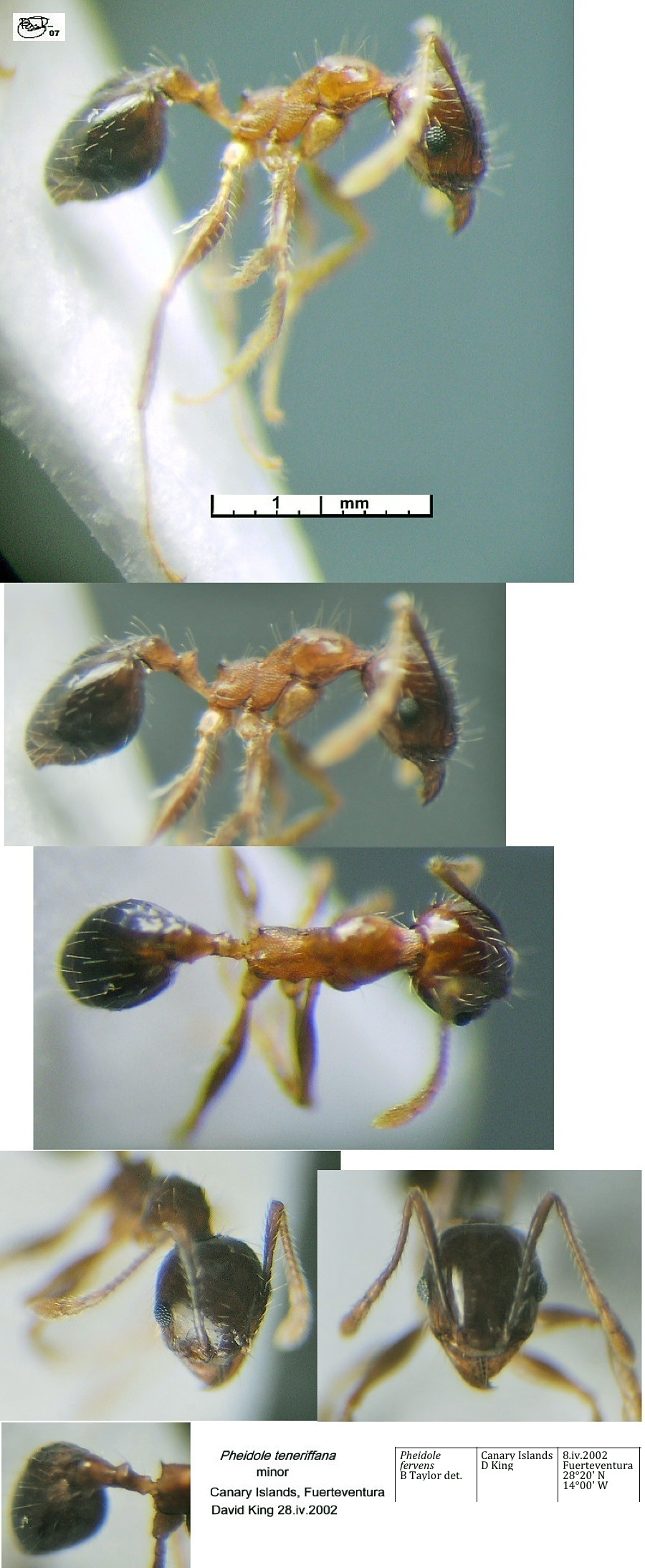 {Pheidole fervens minor}