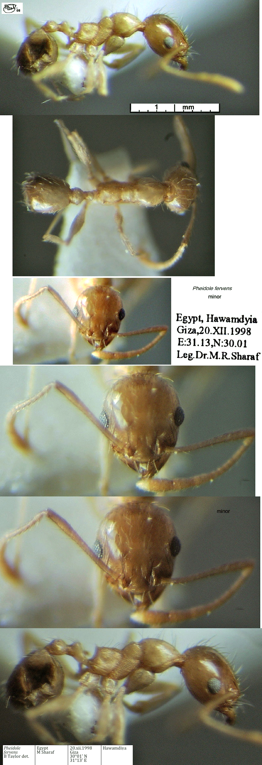 {Pheidole fervens minor}