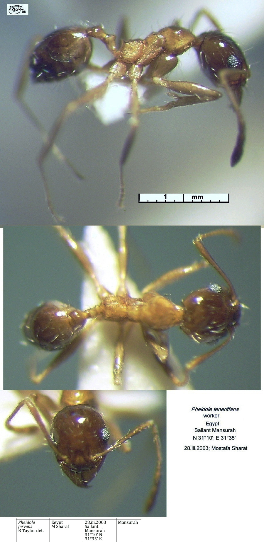 {Pheidole fervens minor}