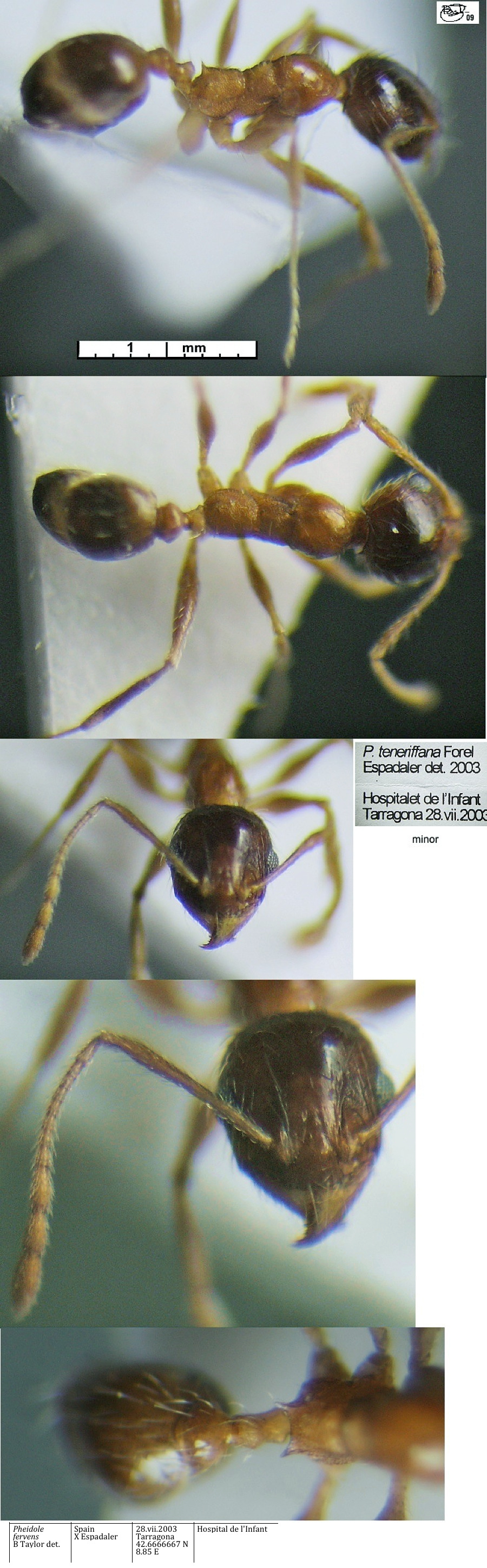 {Pheidole fervens minor}