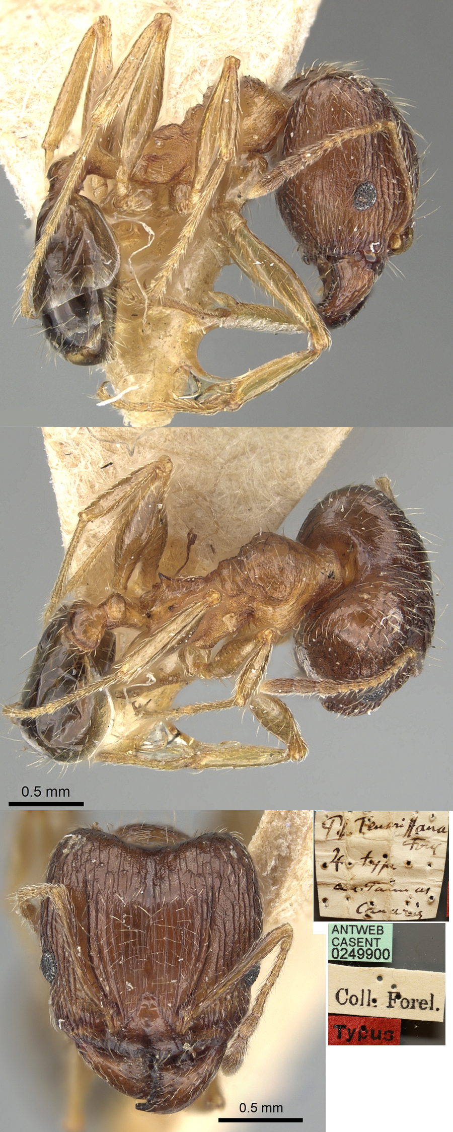 Pheidole teneriffana major