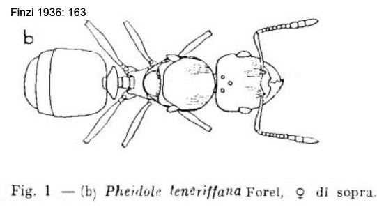 {Pheidole fervens queen}