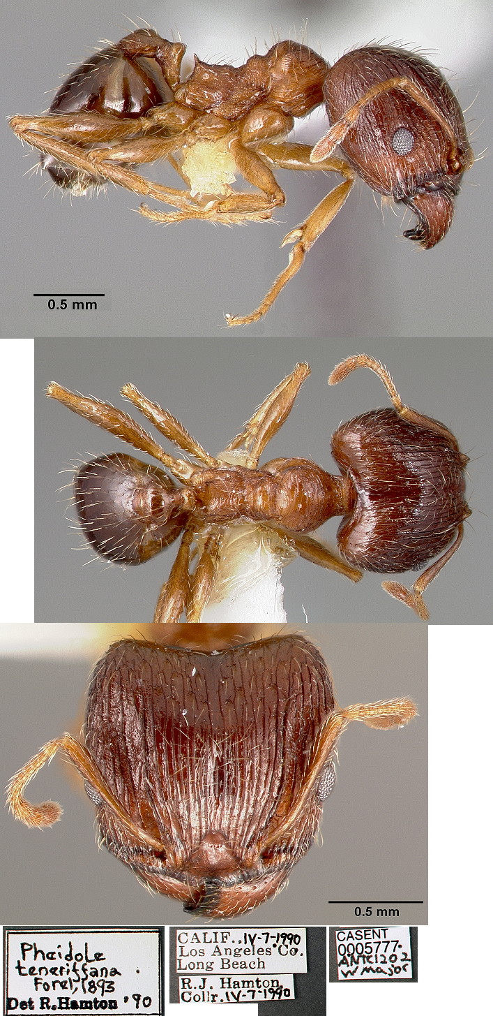 {Pheidole teneriffana}