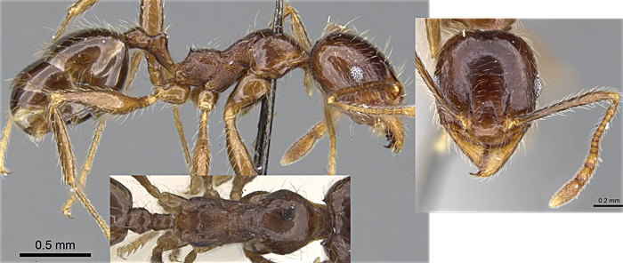 {Pheidole foreli minor}