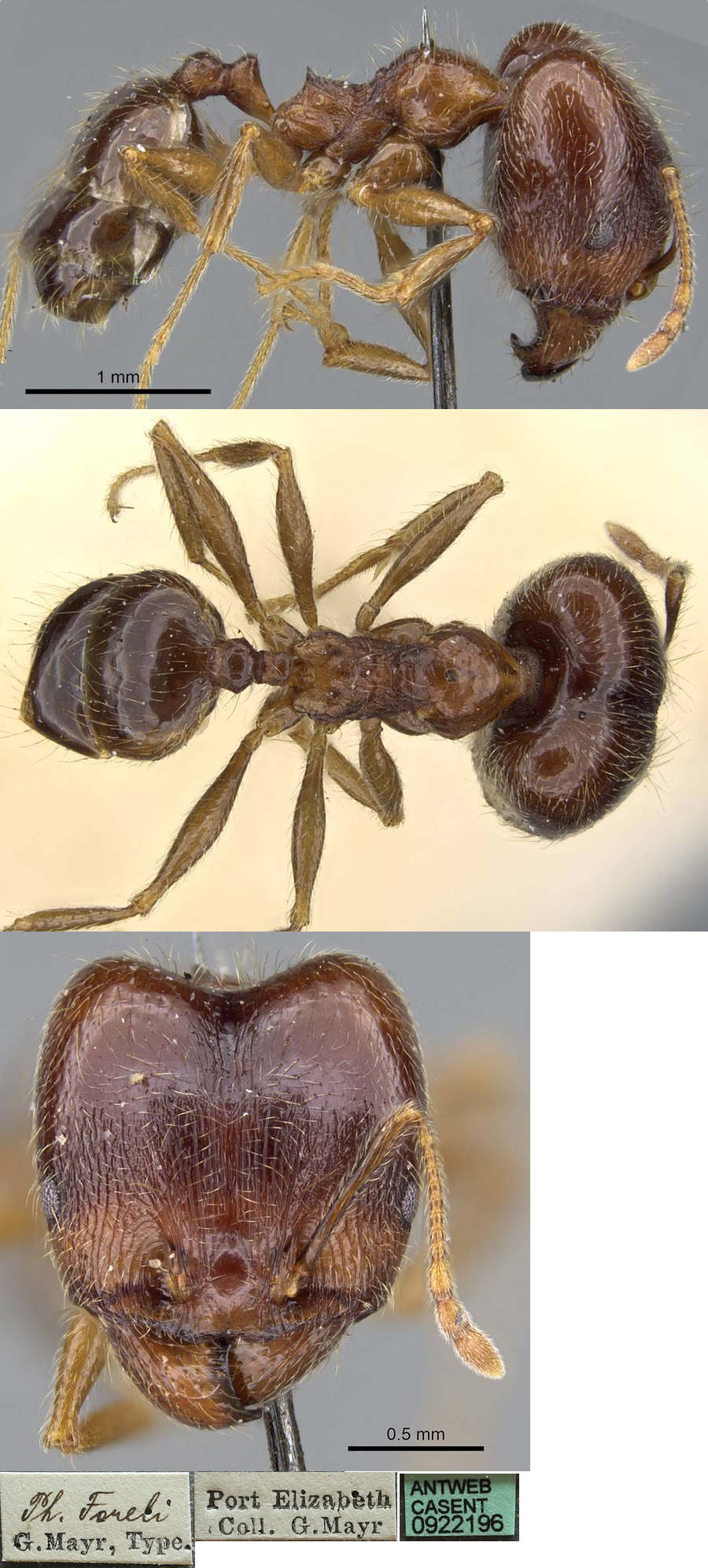 Pheidole foreli major