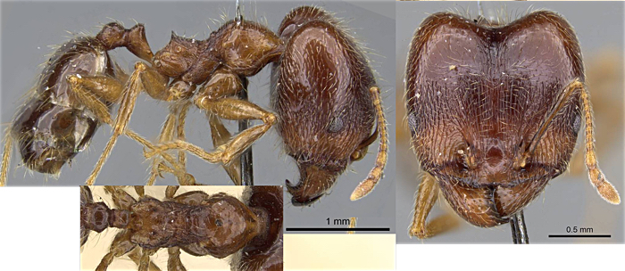 {Pheidole foreli major}