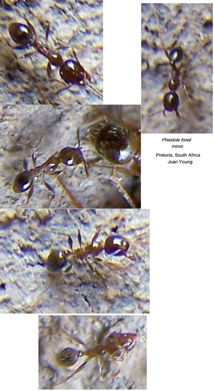 {Pheidole foreli minors}