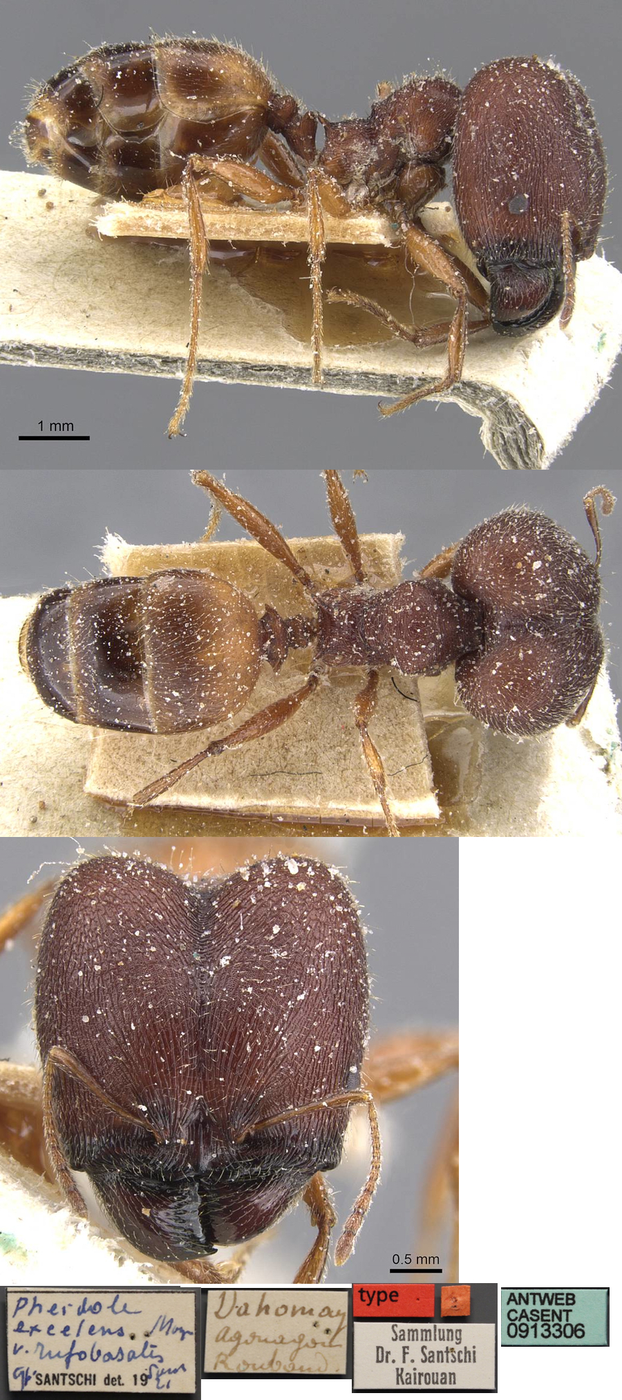 {Pheidole excellens major}