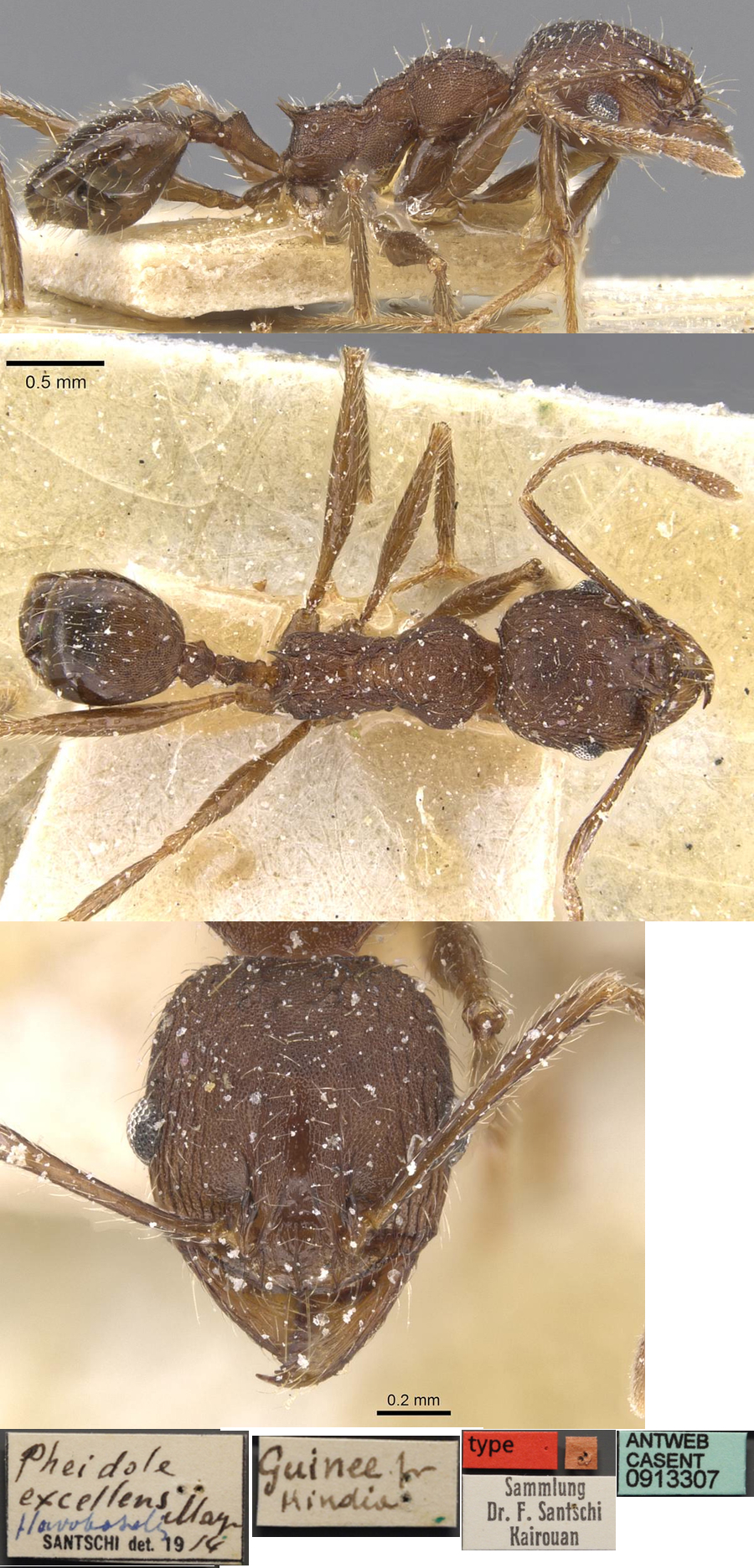 {Pheidole excellens minor}