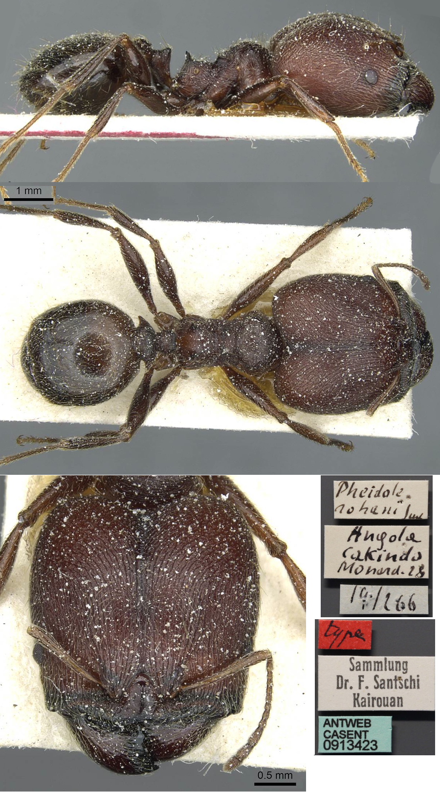 Pheidole rohani major