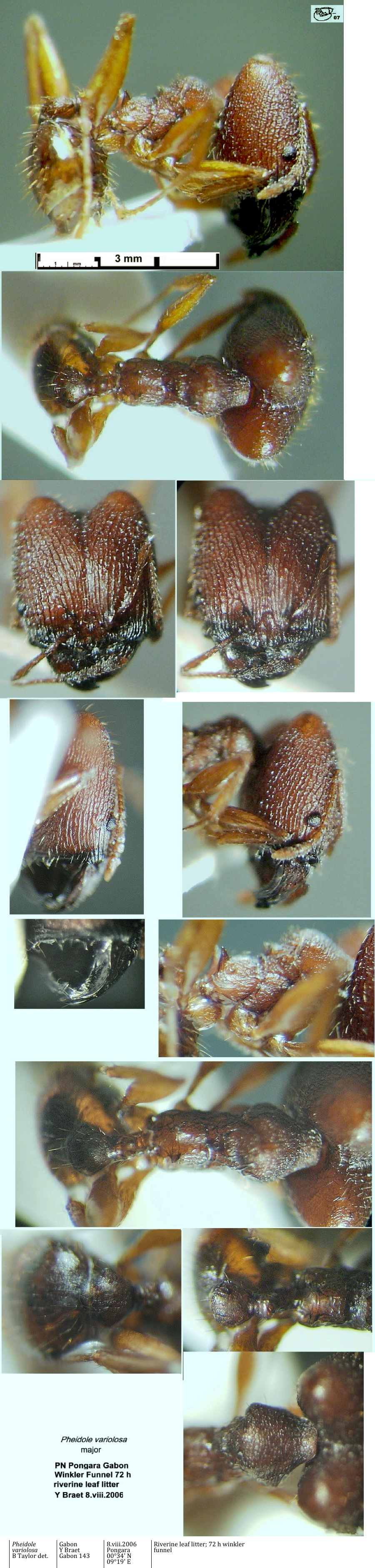 {Pheidole Gabon 143 major}