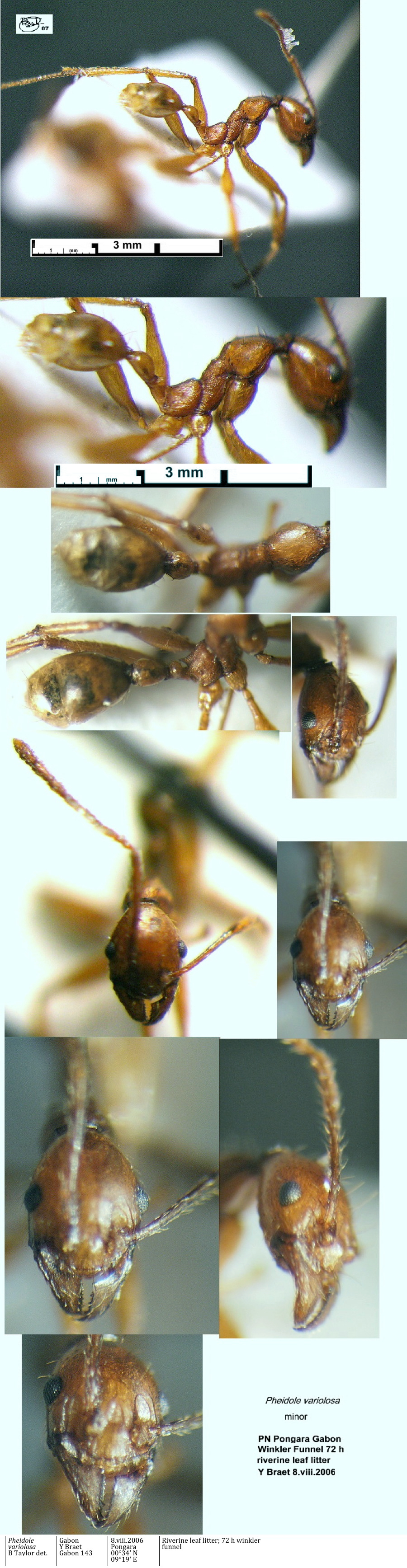 {Pheidole Gabon 143 minor}