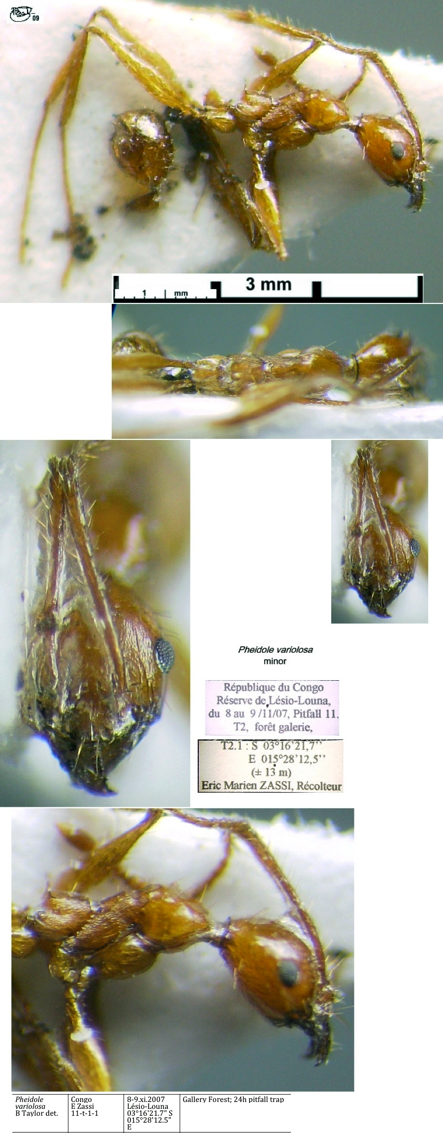 {Pheidole Gabon 143 Congo minor}