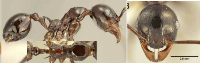 Pheidole glabrella minor