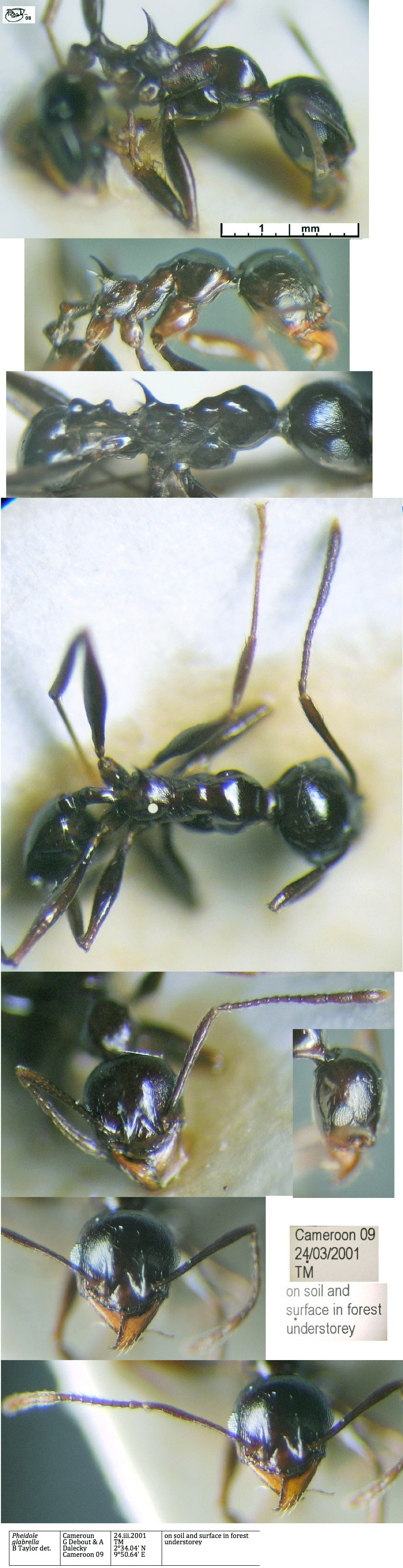 {Pheidole glabrella minor}