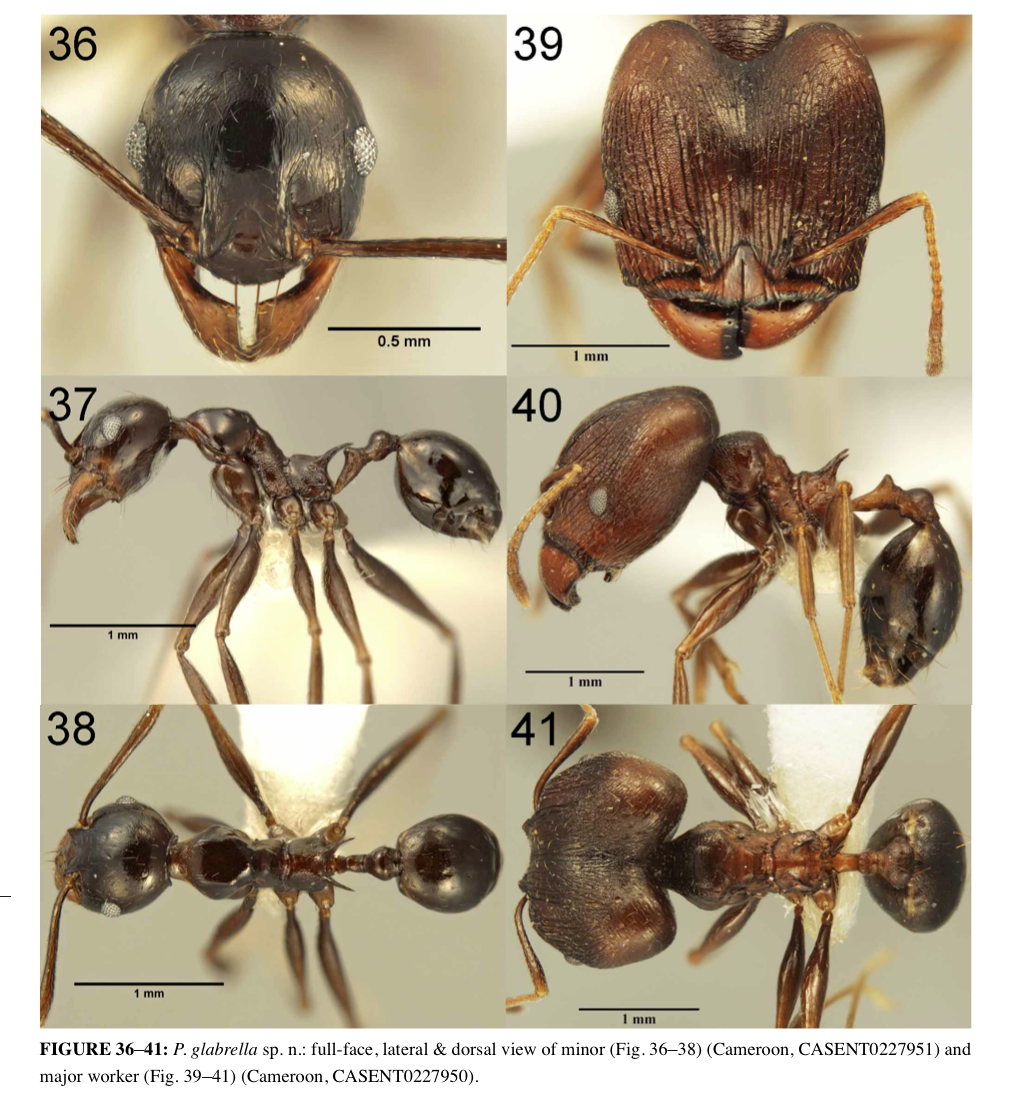 {Pheidole glabrella}