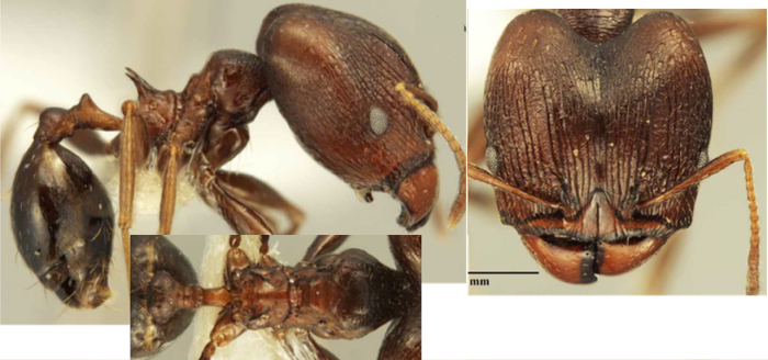 Pheidole glabrella major