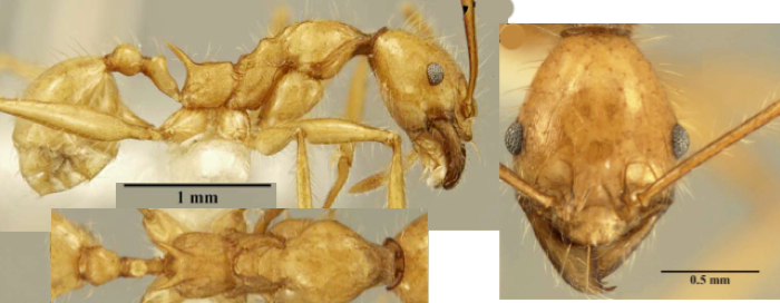 Pheidole heliosa minor