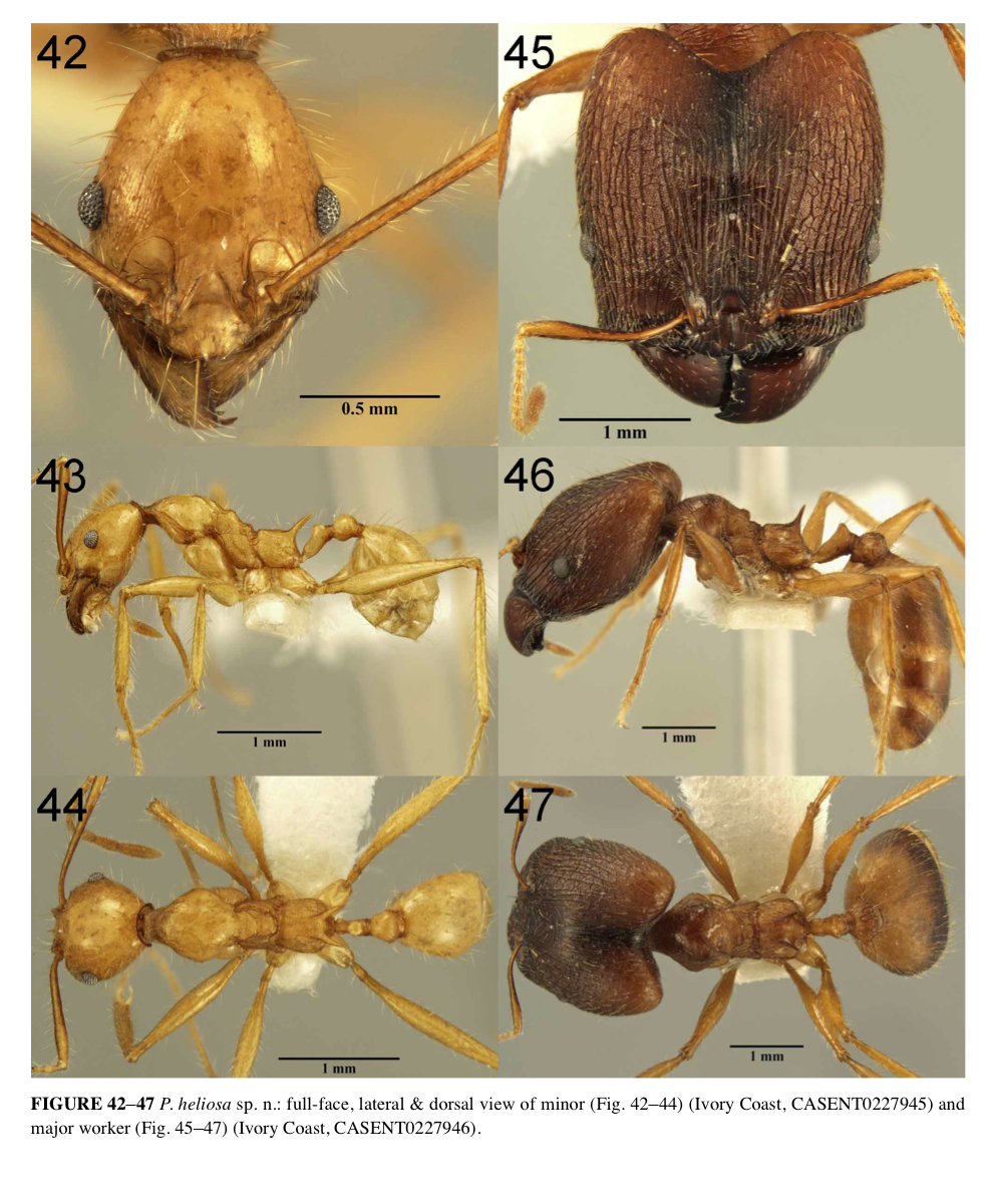 {Pheidole heliosa}