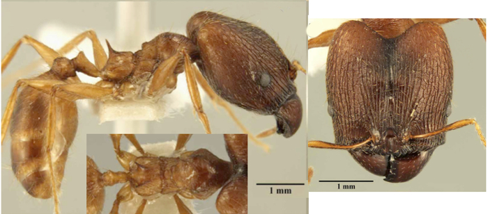 Pheidole heliosa major