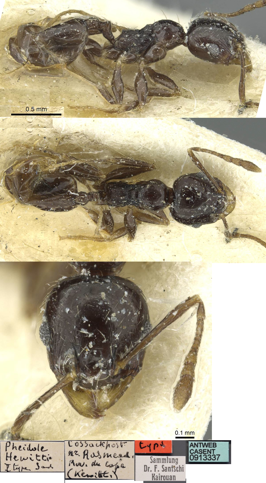 Pheidole hewitti minor