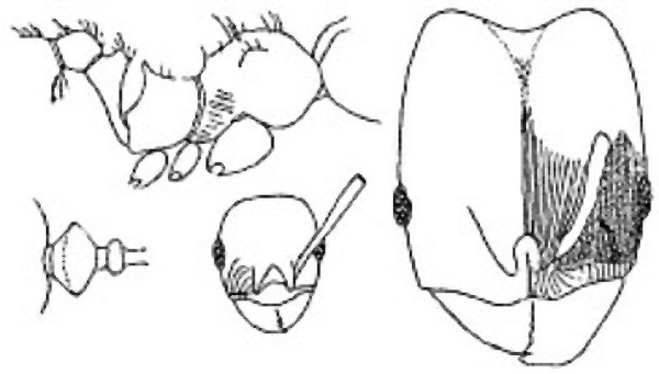 {Pheidole hewitti}