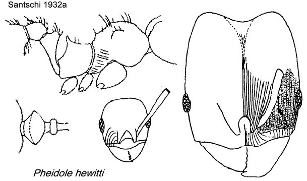 {Pheidole hewitti}