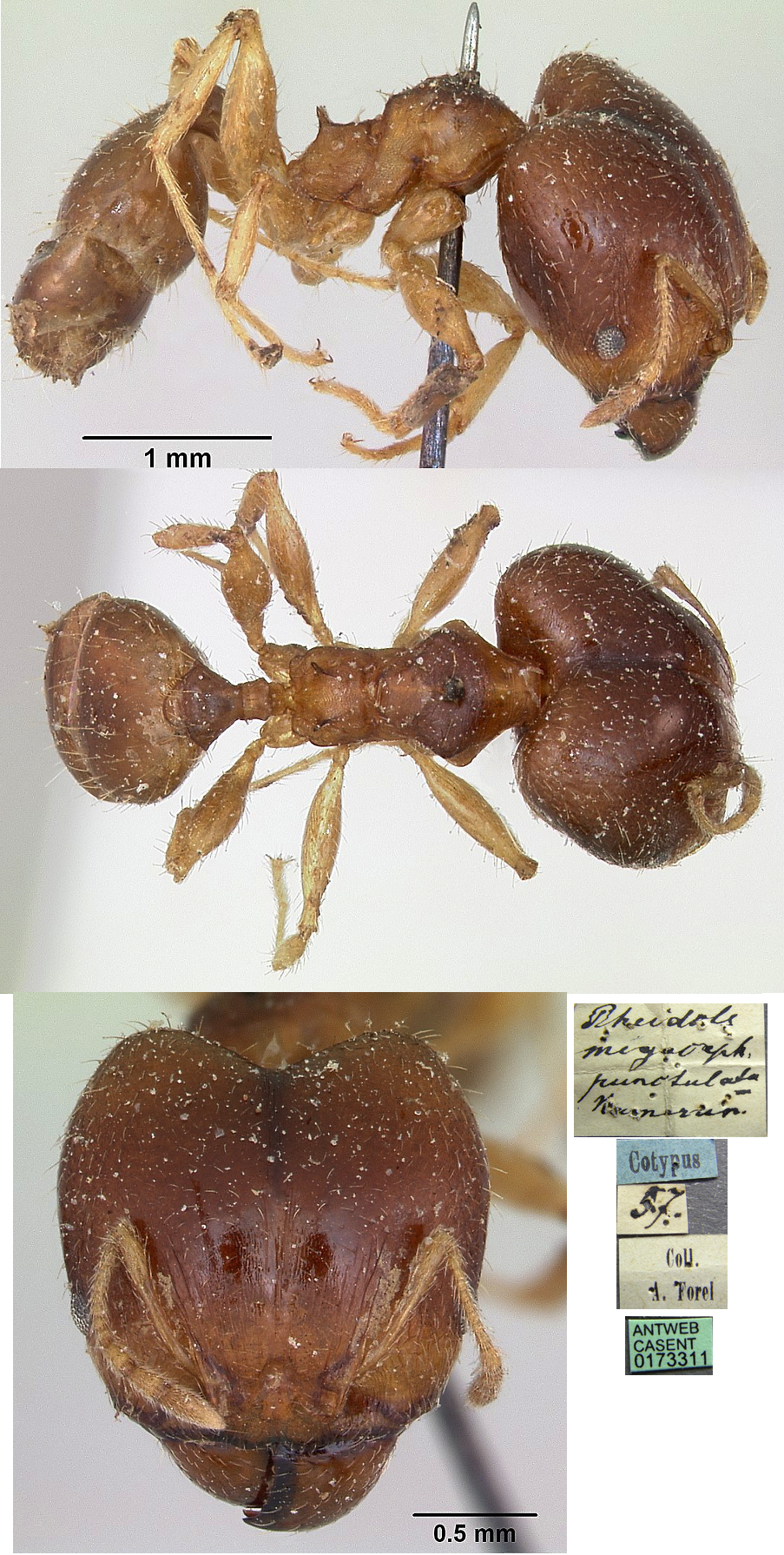 Pheidole impressifrons major