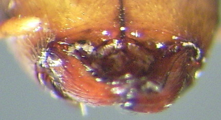 Pheidole impressifrons