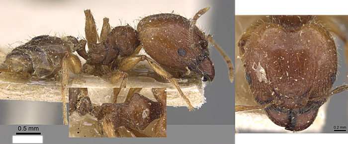 {Pheidole impressifrons major}