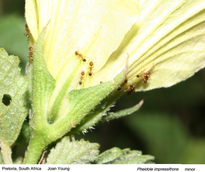 {Pheidole impressifrons minors}