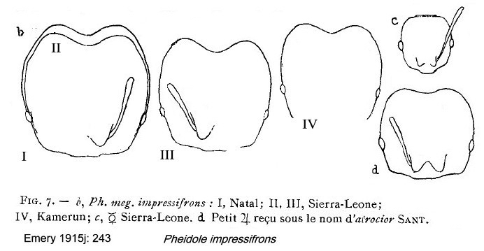 {Pheidole impressifrons}