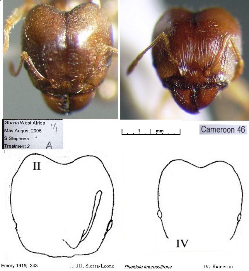 Comparison of major heads