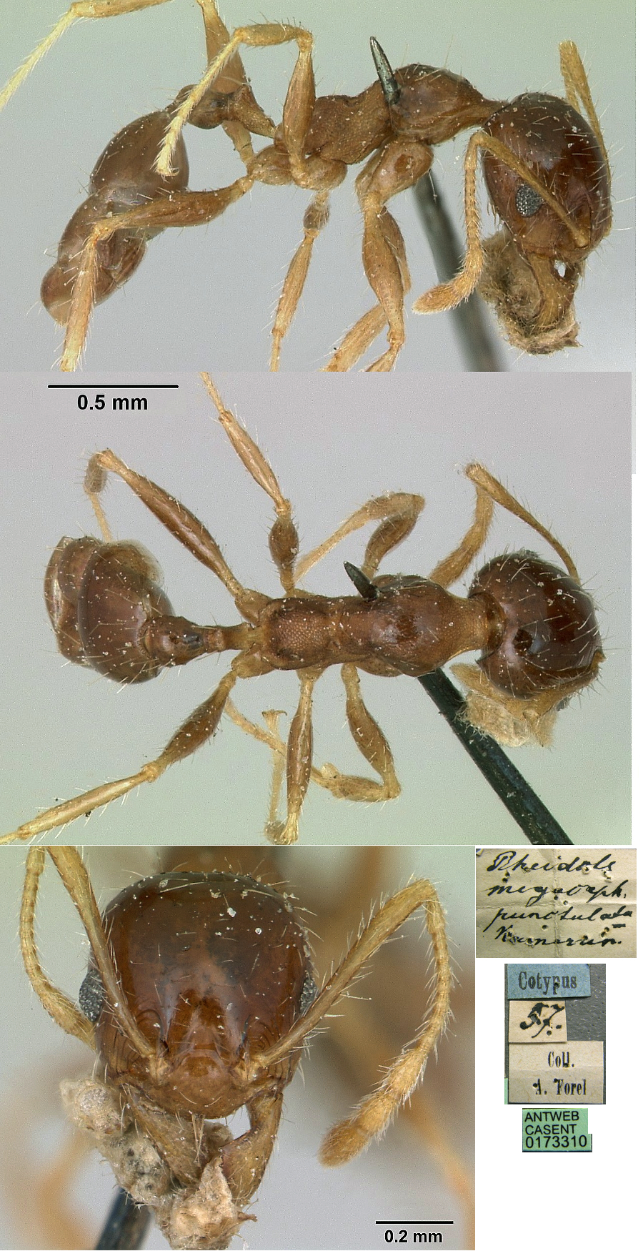 {Pheidole impressifrons minor}