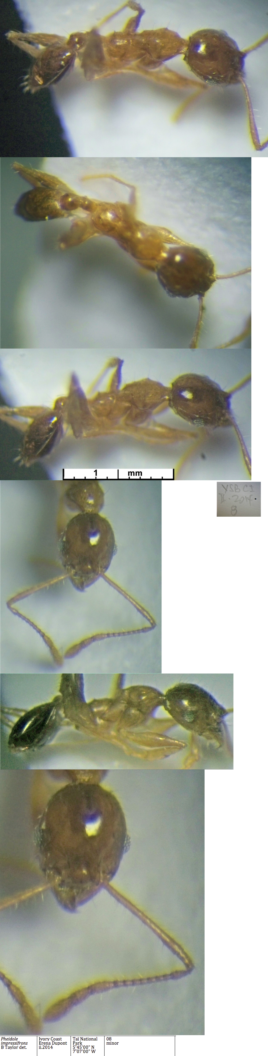 {Pheidole mayri minor}