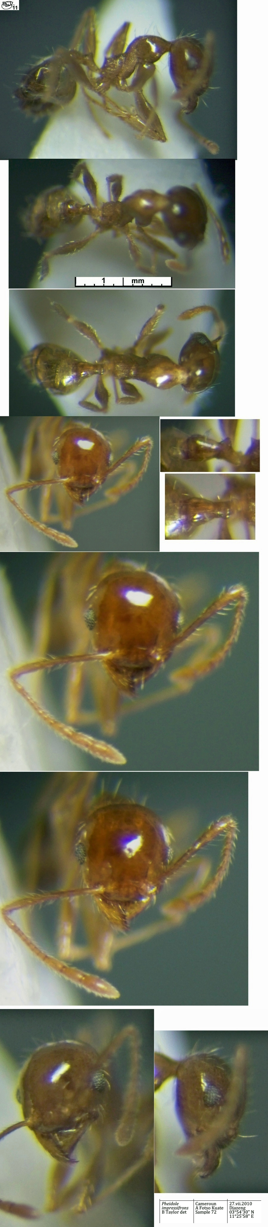 {Pheidole impressifrons minor}