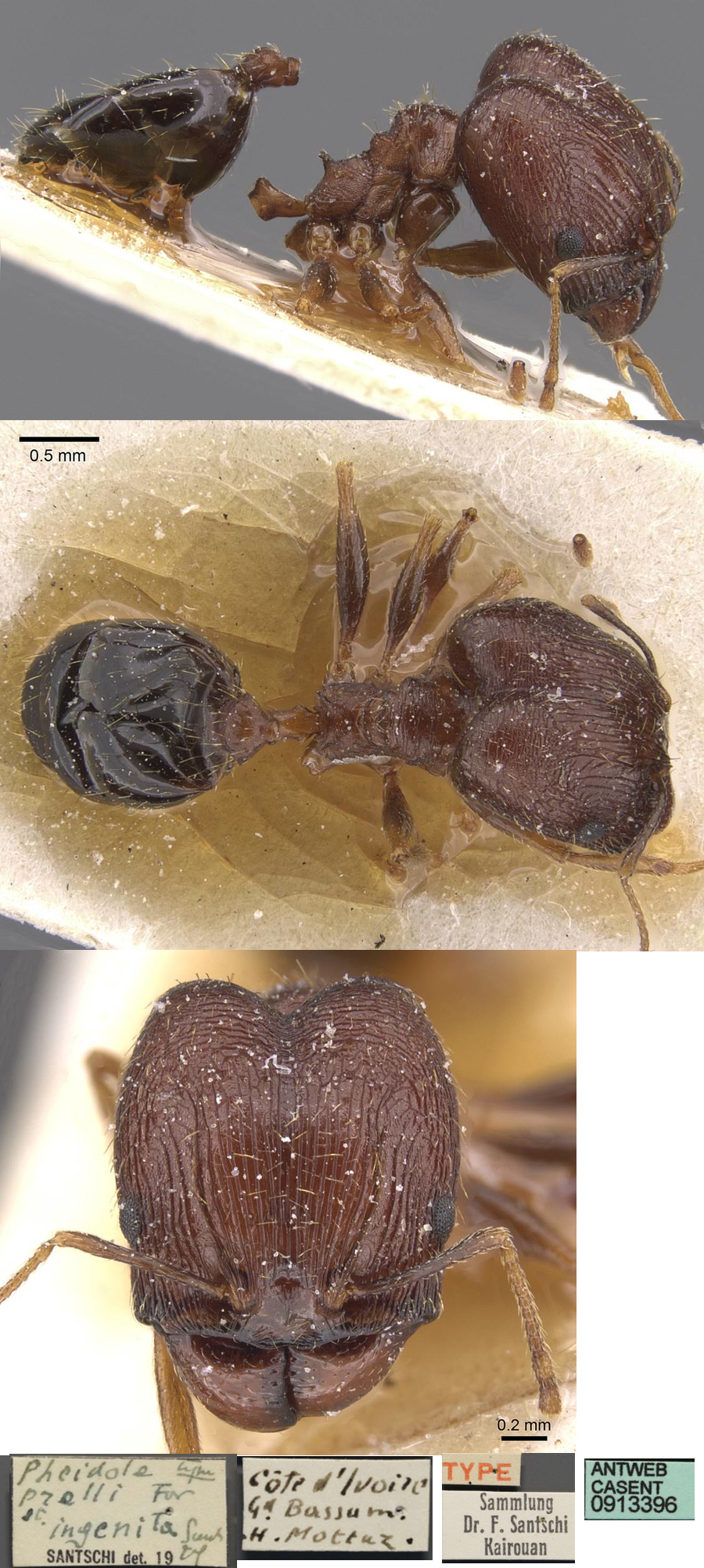 Pheidole ingenita