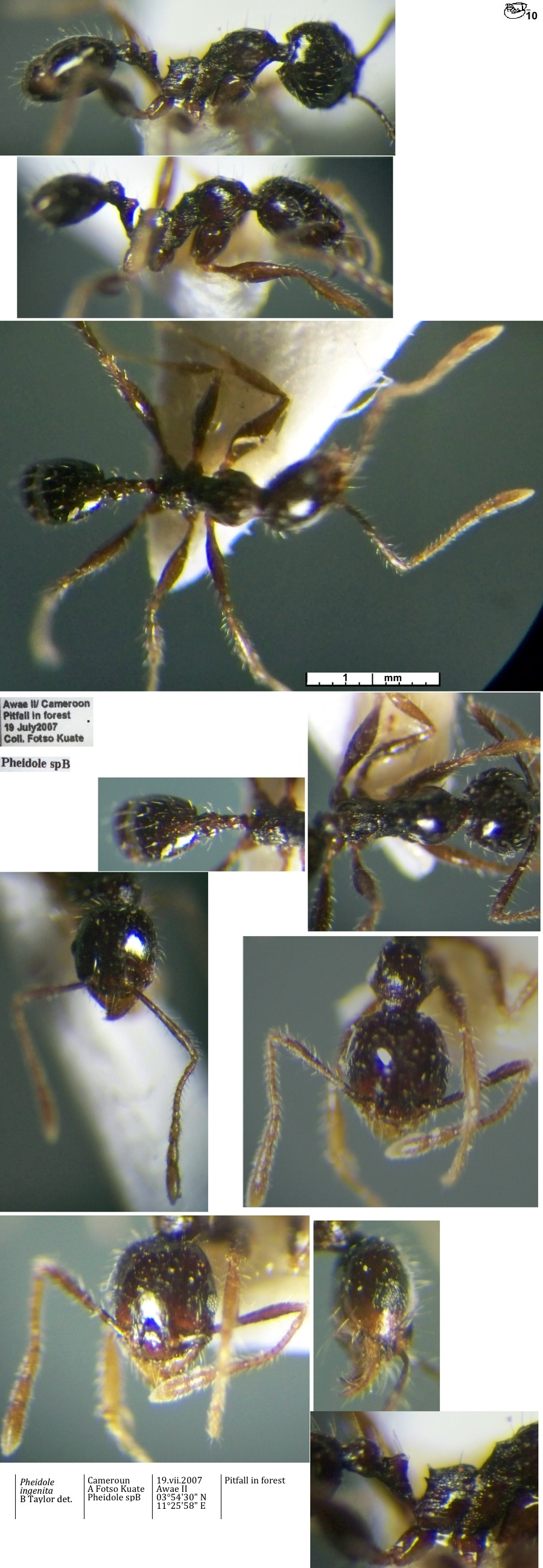 {Pheidole ingenita minor}