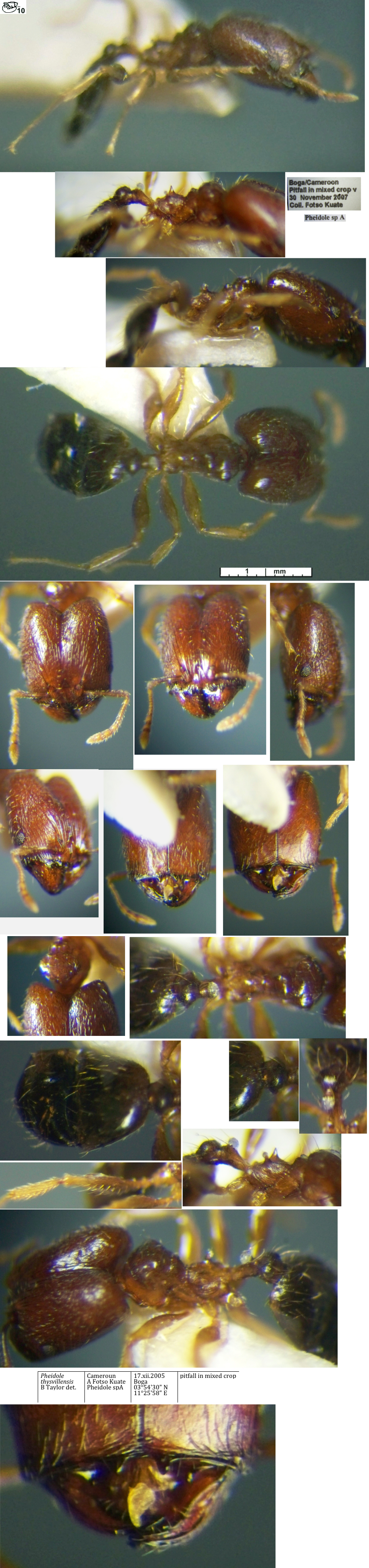 {Pheidole ingenita major}