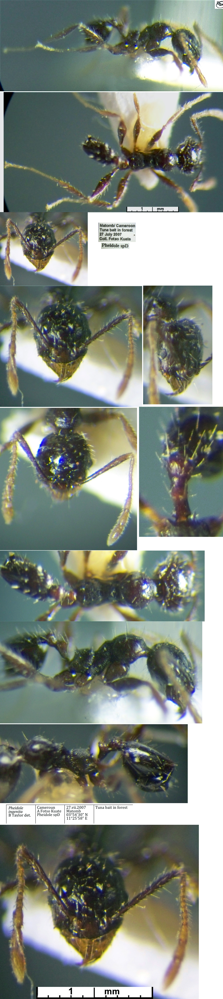 {Pheidole ingenita minor}