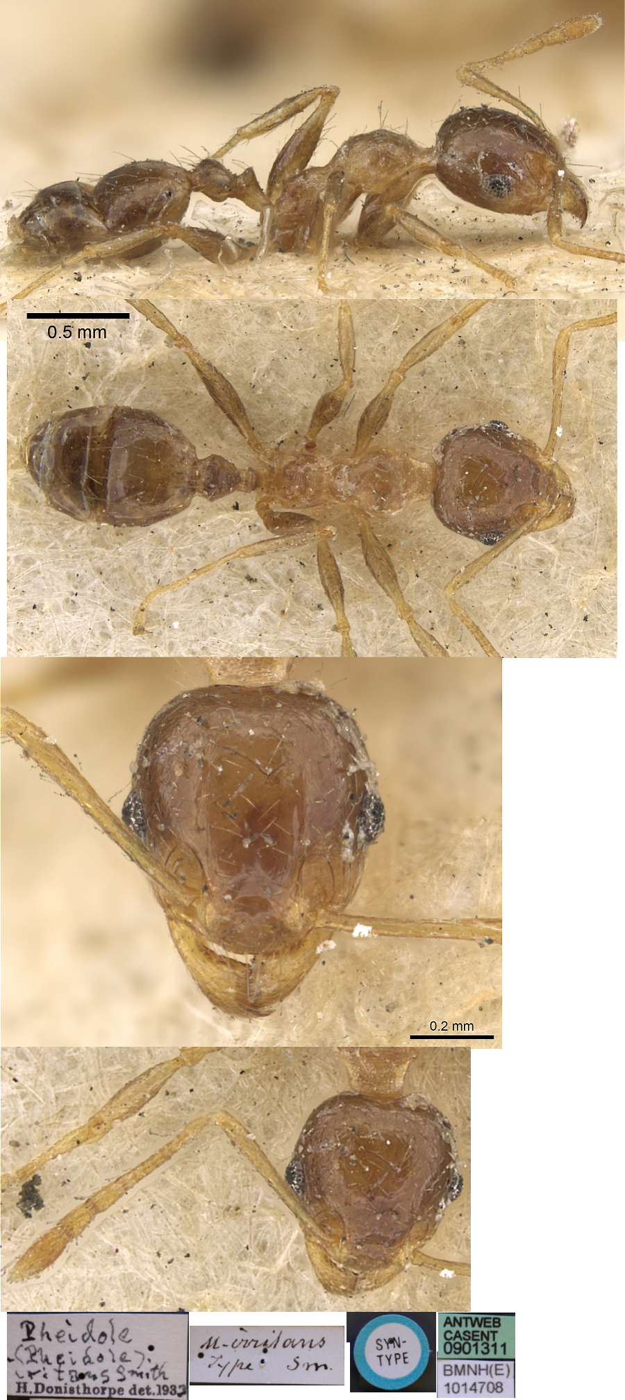 Pheidole irritans