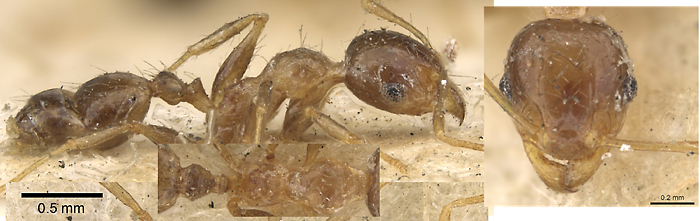 Pheidole irritans