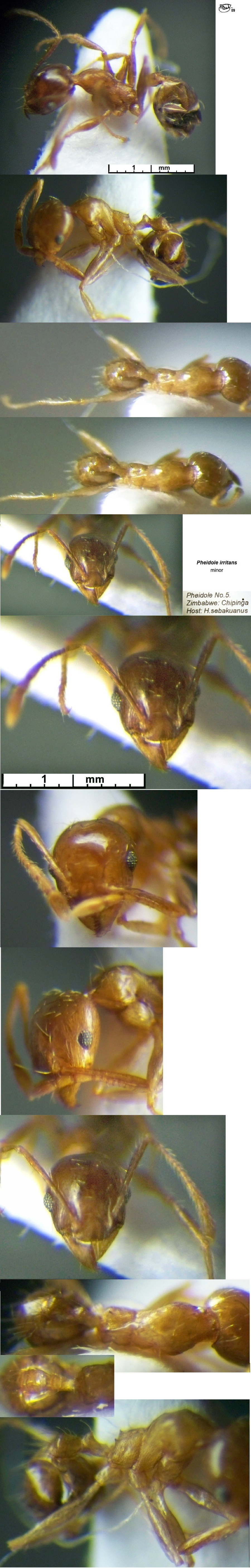 {Pheidole punctulata minor}