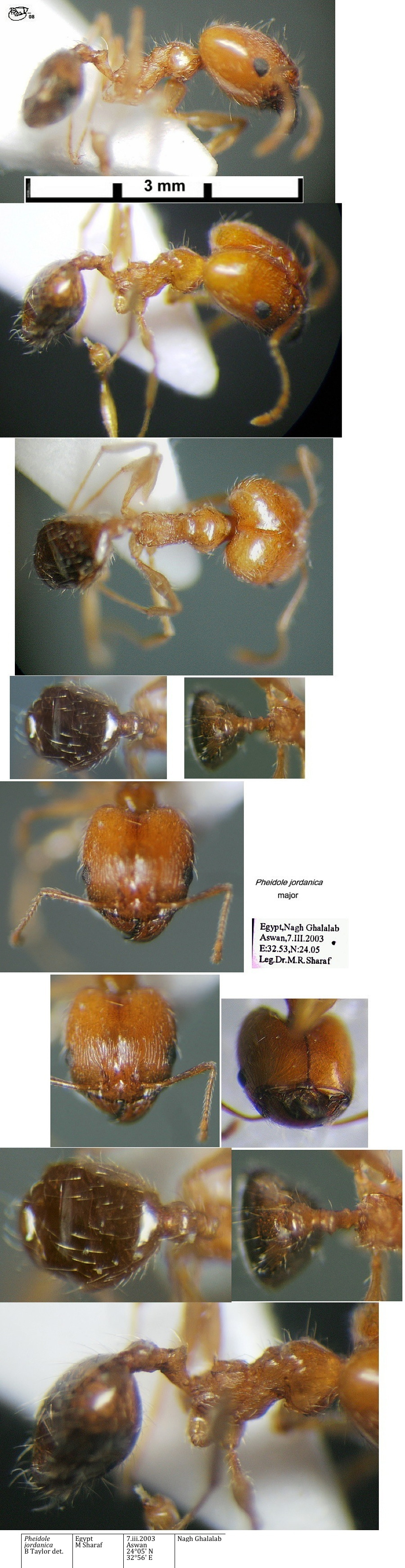 {Pheidole jordanica major}