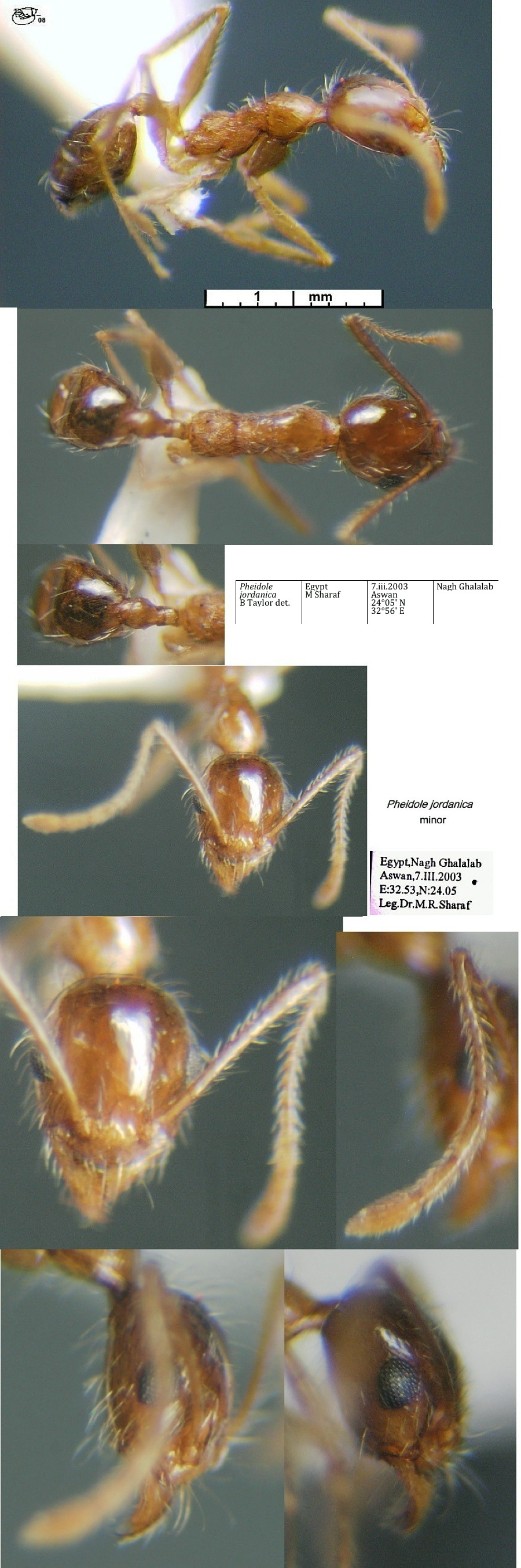 {Pheidole jordanica minor}