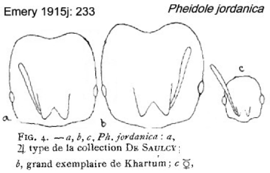 {Pheidole jordanica}